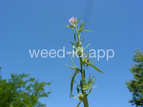 snapdragon, lesser